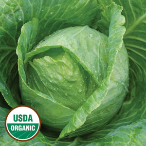 Cabbage, Early Jersey Wakefield (organic)