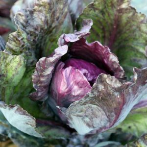 Cabbage, Red Kalibos