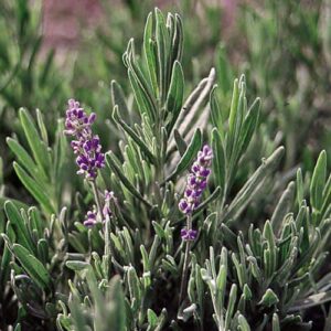 Herb, English Lavender