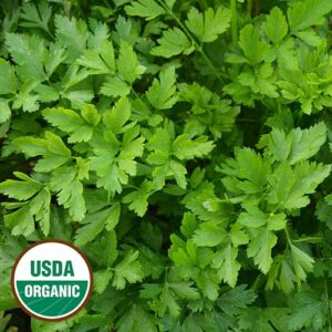 Herb, Giant from Italy Parsley (organic)