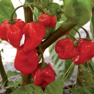 Pepper, Habanero Red