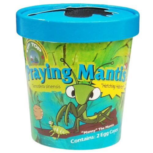 praying mantis cup