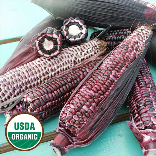 0276 double red corn organic