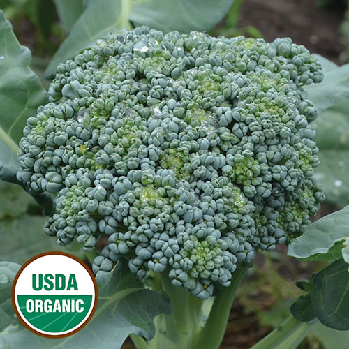 0349 decicco broccoli organic