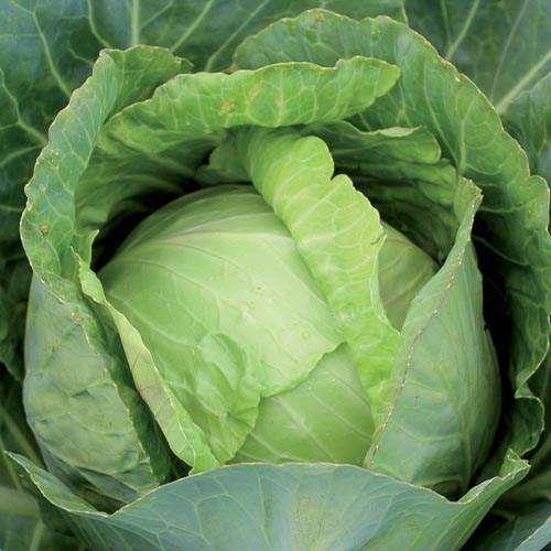 0352C copenhagen market cabbage