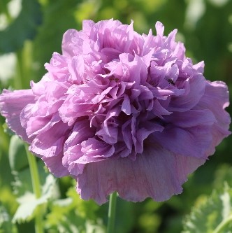 0431 lavender double poppy organic flower