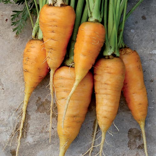 0862 oxheart carrot