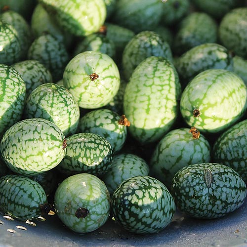 1192 mexican sour gherkin cucumberjpg