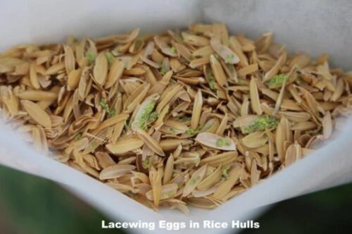 green lacewing eggs 4