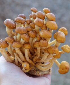 Black Hills Mushrooms 10lbs Grow Kit - Chestnut